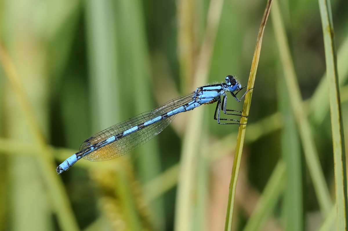 Coenagrione SP